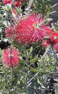 Lemon Bottlebrush, Crimson Bottlebrush(Callistemon citrinus)