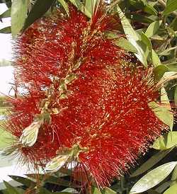 Lemon Bottlebrush, Crimson Bottlebrush(Callistemon citrinus)