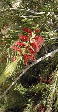 Weeping Bottlebrush(Callistemon viminalis)