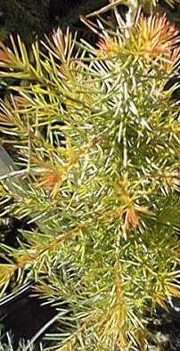 Silky Net Bush, Woolly Net Bush(Calothamnus villosus)