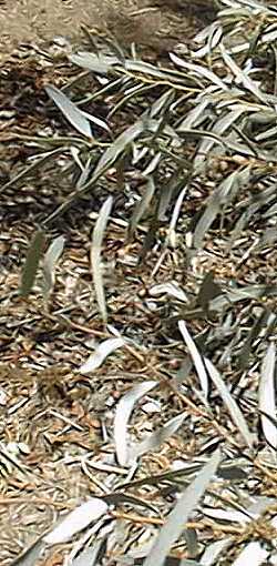 Yorrell(Eucalyptus gracilis)