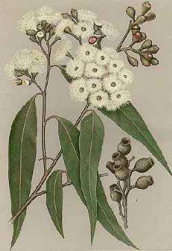 Spotted Gum, Spotted Iron Gum(Eucalyptus maculata)
