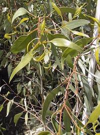 Coral Gum