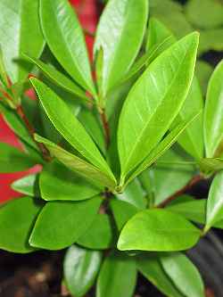 Grumichama(Eugenia brasiliensis)