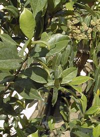 Pitomba(Eugenia luschnathiana)