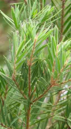 Showy Honey Myrtle, Pink Melaleuca(Melaleuca nesophila)