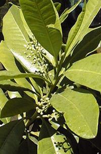 Allspice, Pimento, Jamaica pepper(Pimenta dioica)