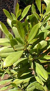 West Indian Bay Tree, Bay Rum Tree(Pimenta racemosa)