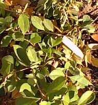 Strawberry Guava(Psidium cattleianum)