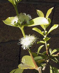 Lemon Guava(Psidium cattleianum ssp. lucidum )