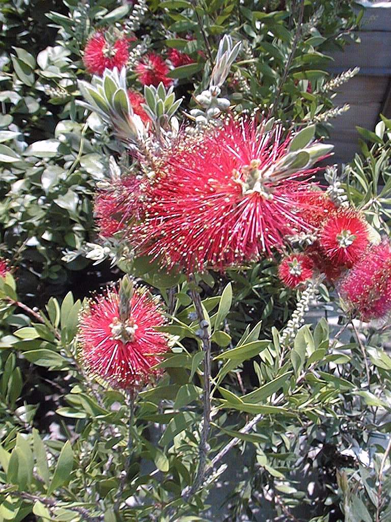 Callistemon citrinus (Scarlet bottle Brush)