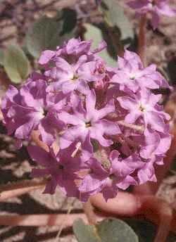 Desert Sand Verbena(Abronia villosa)