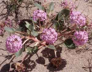 Desert Sand Verbena(Abronia villosa)