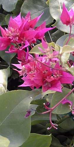 (Bougainvillea sp.)