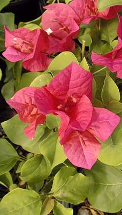 (Bougainvillea sp.)