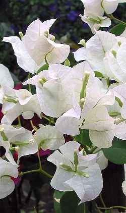 Bougainvillea 'Madonna'(Bougainvillea Χ buttiana)