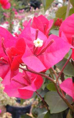 (Bougainvillea sp.)