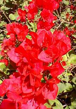 Bougainvillea(Bougainvillea glabra)