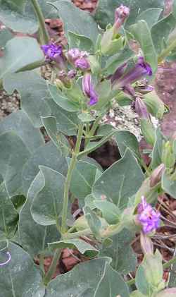 Colorado Four O'clock(Mirabilis multiflora)