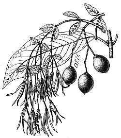 Fringe Tree, Snowflower(Chionanthus virginicus)