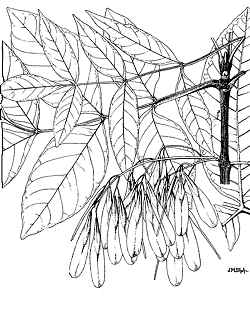 Oregon Ash(Fraxinus latifolia)