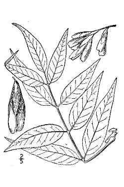 Blue Ash(Fraxinus quadrangulata)