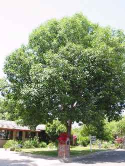 Shamel Ash, Tropical Ash(Fraxinus uhdei)