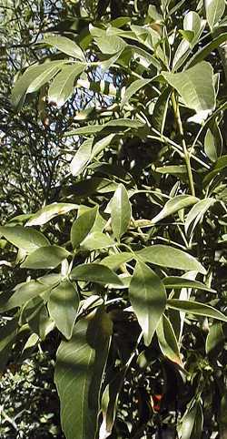 Arizona Ash, Velvet Ash(Fraxinus velutina)