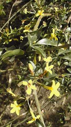 Showy Jasmine(Jasminum floridum)