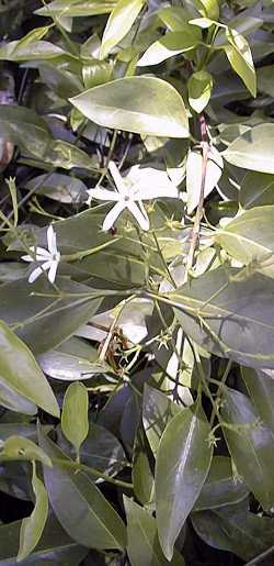 Privet-leaved Jasmine(Jasminum le-ratii)