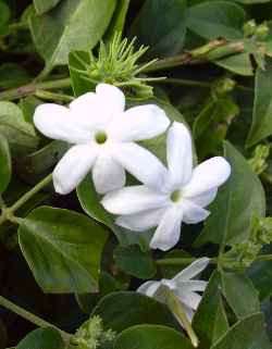 Downy jasmine, Star jasmine(Jasminum multiflorum)