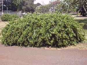 Downy jasmine, Star jasmine(Jasminum multiflorum)