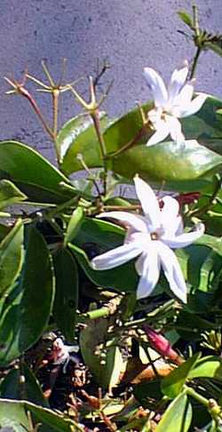 Angelwing Jasmine, Shining Jasmine(Jasminum nitidum)