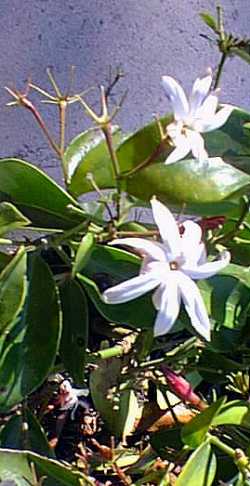 Angelwing Jasmine, Shining Jasmine(Jasminum nitidum)