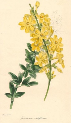 Winter Jasmine(Jasminum nudiflorum)