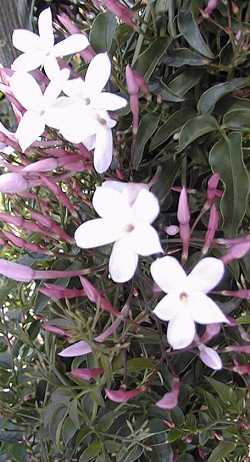 Pink jasmine, Winter Jasmine(Jasminum polyanthum)