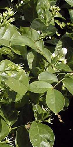 Arabian Jasmine(Jasminum sambac)