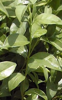 Japanese Privet, Wax Leaf Privet(Ligustrum japonicum)