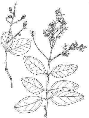 Japanese Privet, Wax Leaf Privet(Ligustrum japonicum)