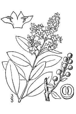 European privet(Ligustrum vulgare)
