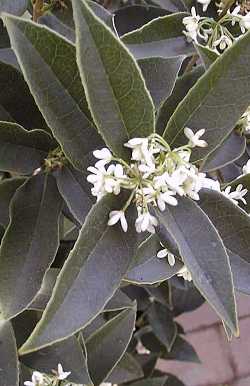 Sweet Olive(Osmanthus fragrans)