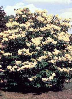 Japanese Tree Lilac(Syringa reticulata)