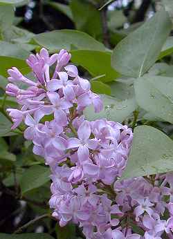 Lilac(Syringa vulgaris)