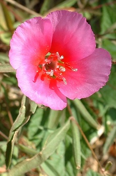 Godetia, Farewell-to-Spring(Clarkia amoena)