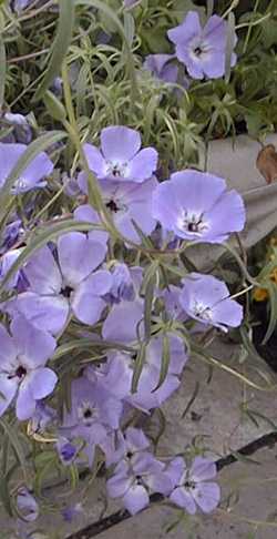 Lady in Blue(Clarkia tenella)