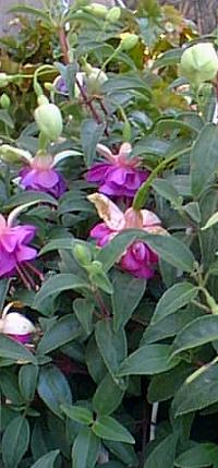 Hybrid Fuchsia(Fuchsia hybrida)