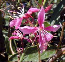 Pink Gaura, Wand Flower(Gaura lindheimeri)