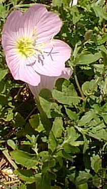 Mexican Evening Primrose(Oenothera speciosa var. berlandieri )