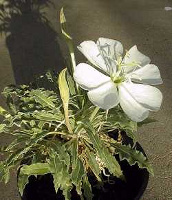 White Evening Primrose, Fragrant Evening Primrose(Oenothera caespitosa)