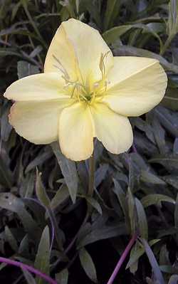 Chihuahuan Evening Primrose, Baja evening primrose(Oenothera stubbei)